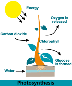Photosynthesis,cellular respiration,fermentation 